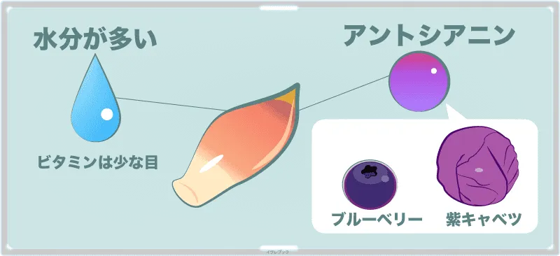 茗荷は水分が多い。紫色の部分にはブルーベリーや紫キャベツにもあるアントシアニンが含まれている