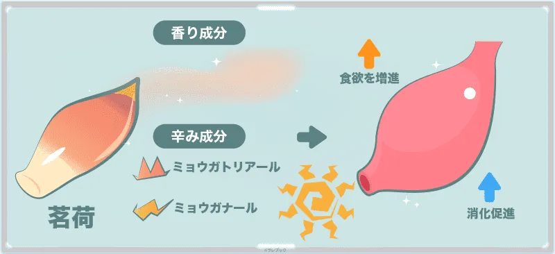 荷の香りと辛味成分には、食欲を増進させる効果と、消化促進の効果もある