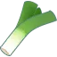 西洋ねぎ
