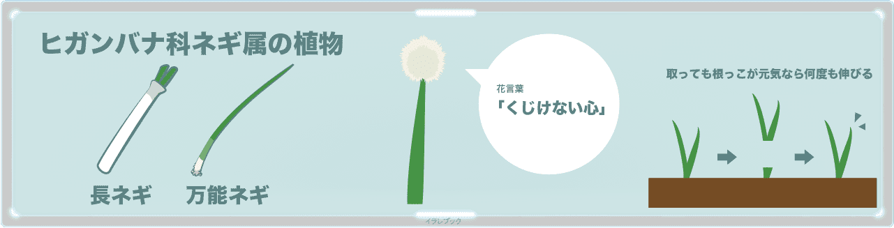 長ネギの切り方 みじん切りと冷凍保存 栽培と栄養も詳しく Japaneseleek