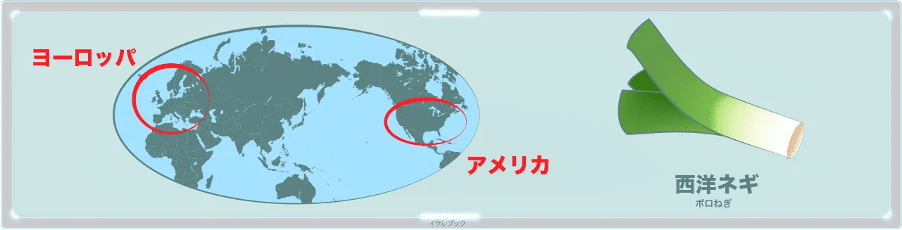 ポロねぎ