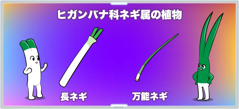 長ネギと万能ネギは、ヒガンバナ科ネギ属の植物