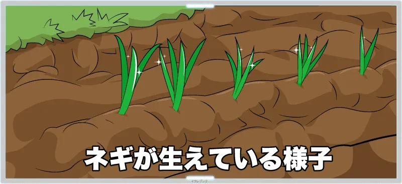ネギが生えている様子