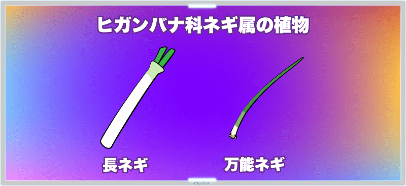 ねぎの栄養 みじん切りと冷凍保存 栽培と栄養も詳しく Japaneseleek