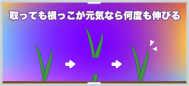 ネギは、1回刈り取っても根っこが元気なら何度も伸びて、繰り返し収穫できる