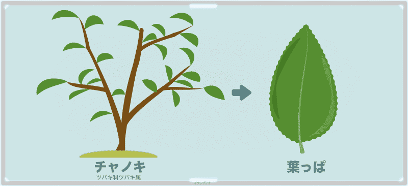 ツバキ科ツバキ属のチャノキという植物の葉っぱ