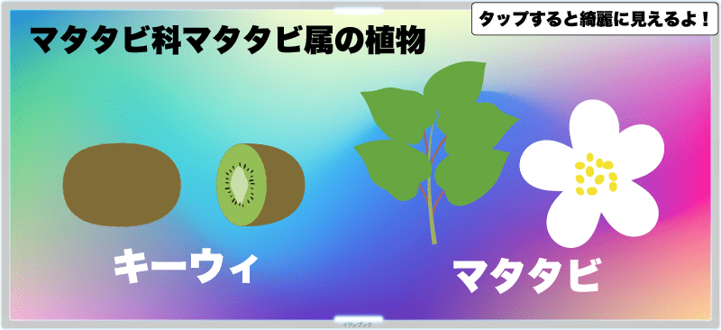 キウイはマタタビ科マタタビ属の植物。花言葉はひょうきん