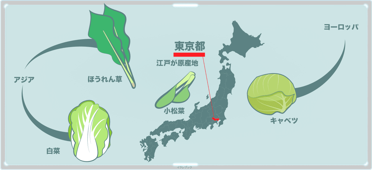 小松菜は東京都が原産の葉物植物