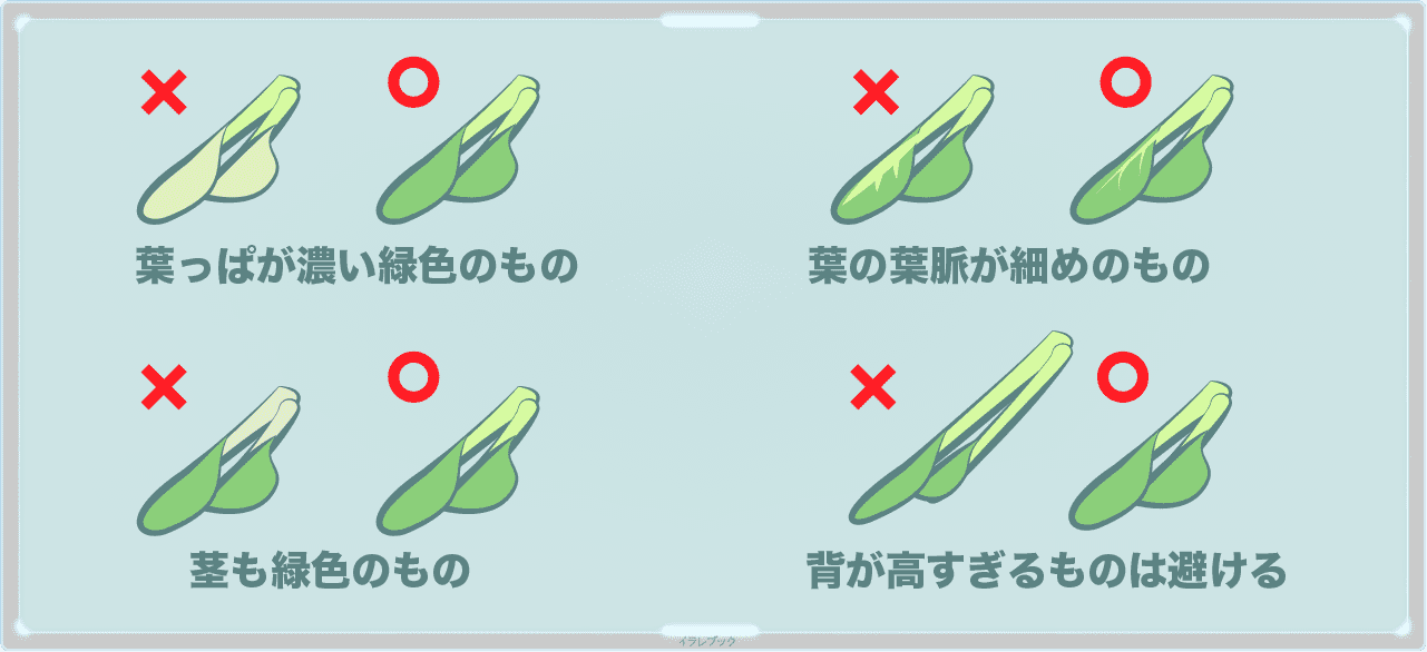 美味しい小松菜選びの4つのポイント