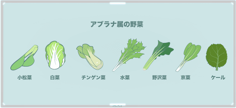 小松菜はアブラナ科アブラナ属の植物
