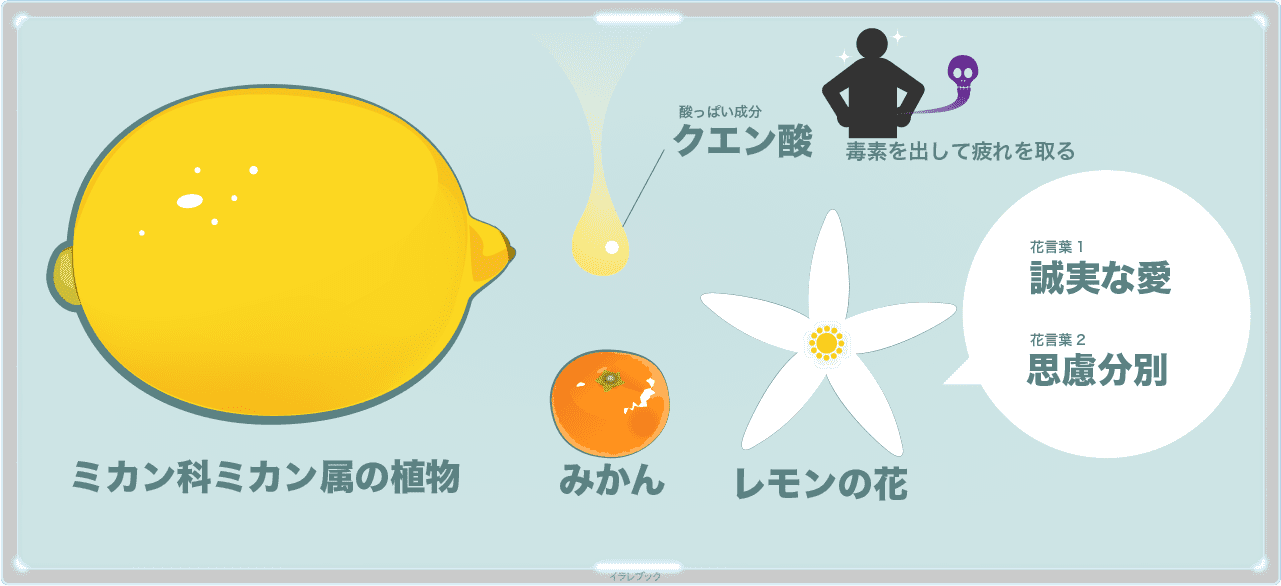 レモンは、ミカン科ミカン属の植物。レモンの花言葉