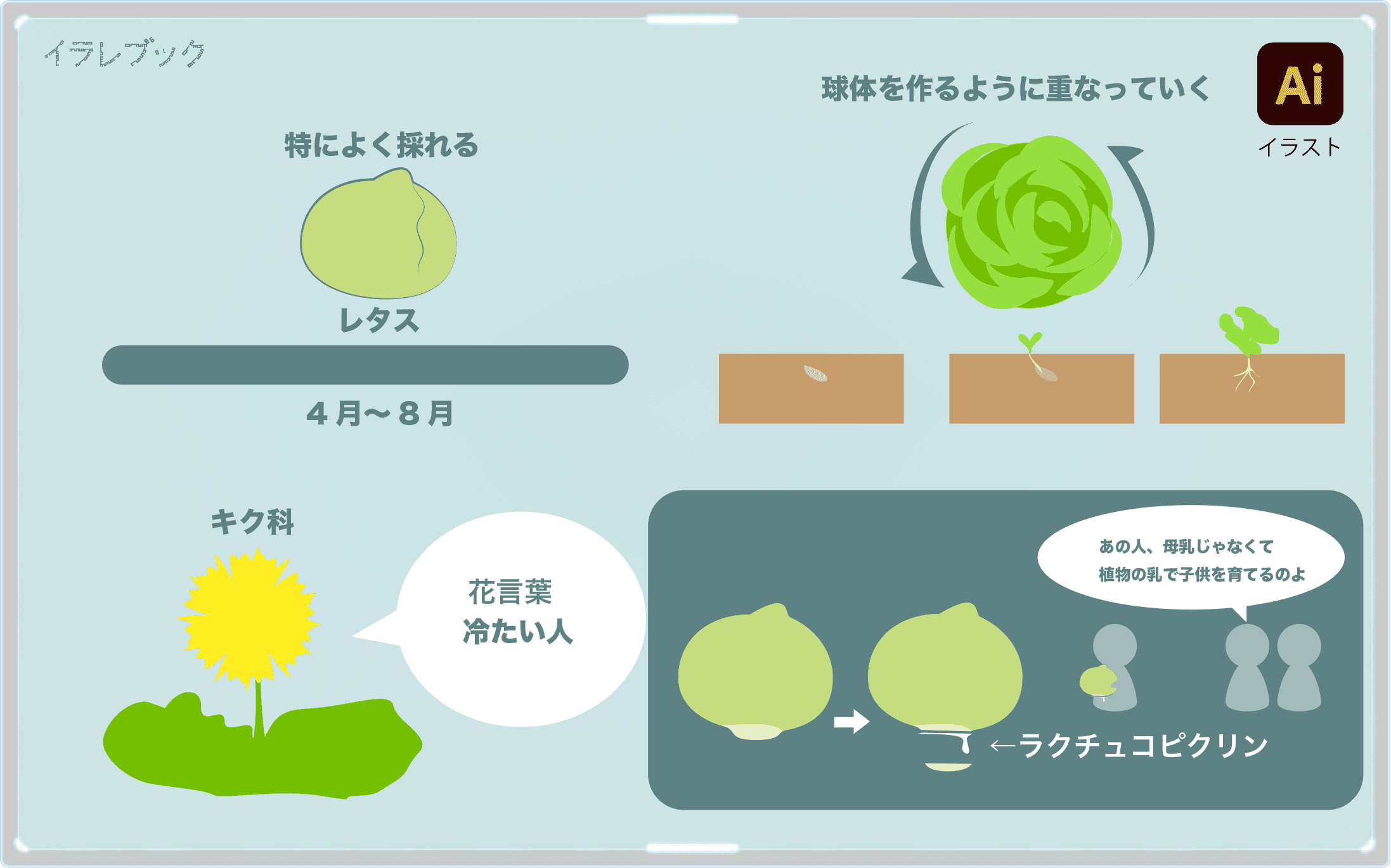 レタスの栄養とフリルレタス品種一覧も レタスチャーハンレタスクラブ Lettuce