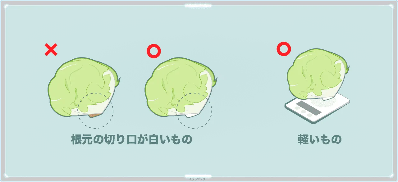 レタスは根本の切り口が白くて軽いものを選ぼう