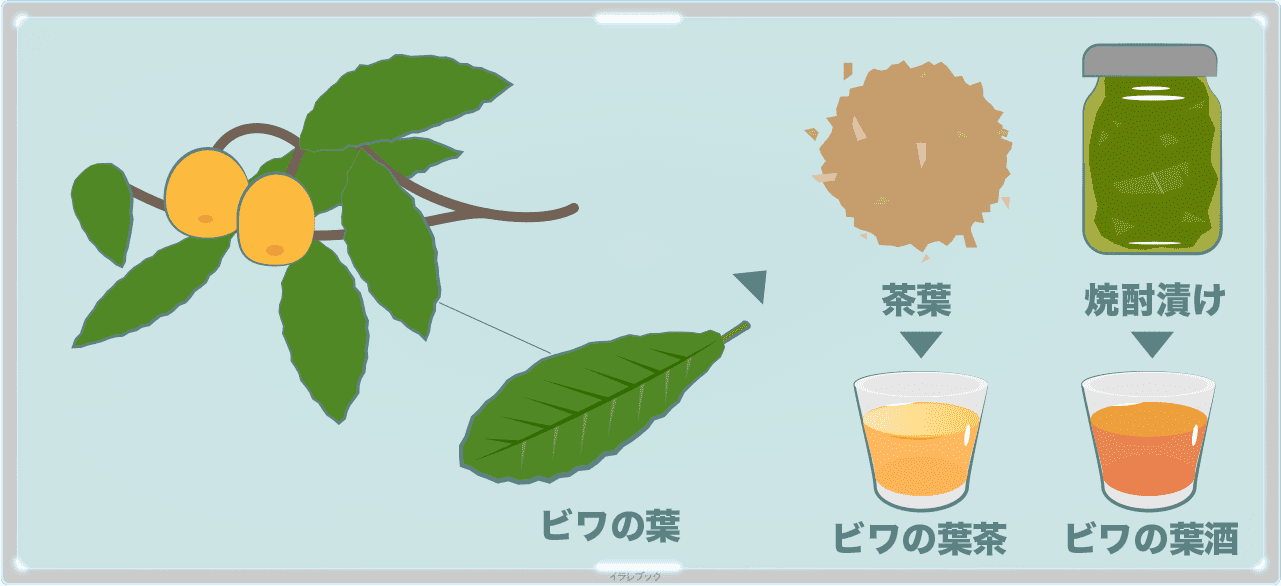 ビワの葉は、茶葉や焼酎に漬けられ、琵琶茶やビワの葉酒として飲まれる