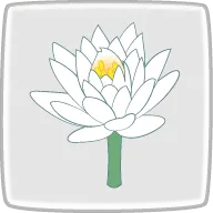 蓮の花