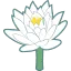 レンコンの花
