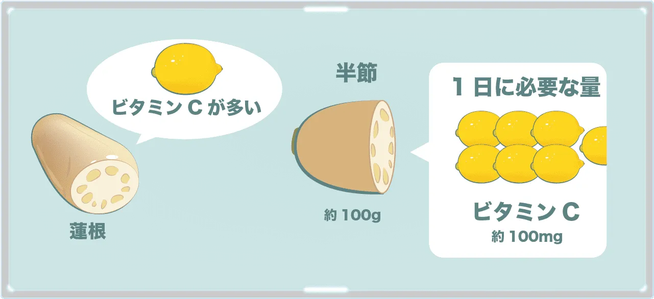レンコンの栄養の特徴はビタミンCの多さ。半節で1日に必要なビタミンCがとれてしまう