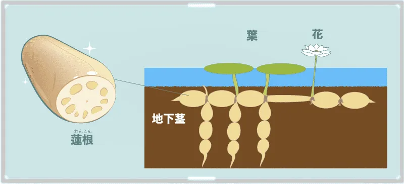 蓮根は、蓮の花の地下茎