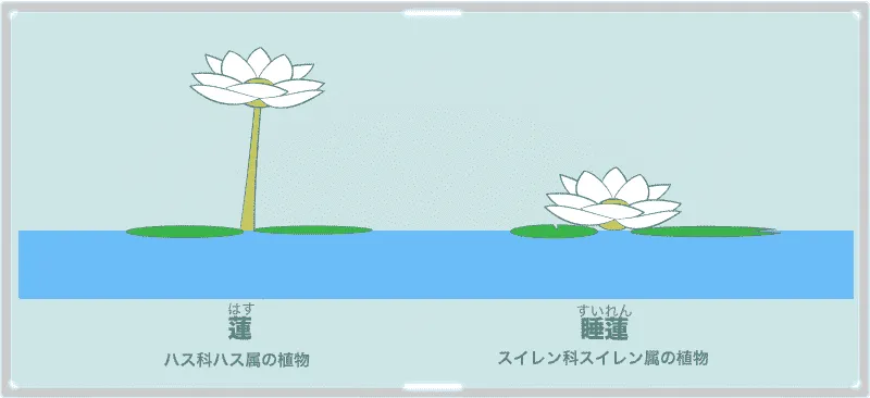 蓮と睡蓮の違い