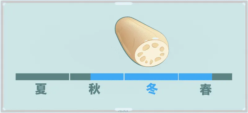 蓮根の旬