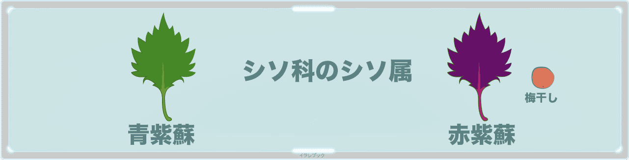 青紫蘇と赤紫蘇