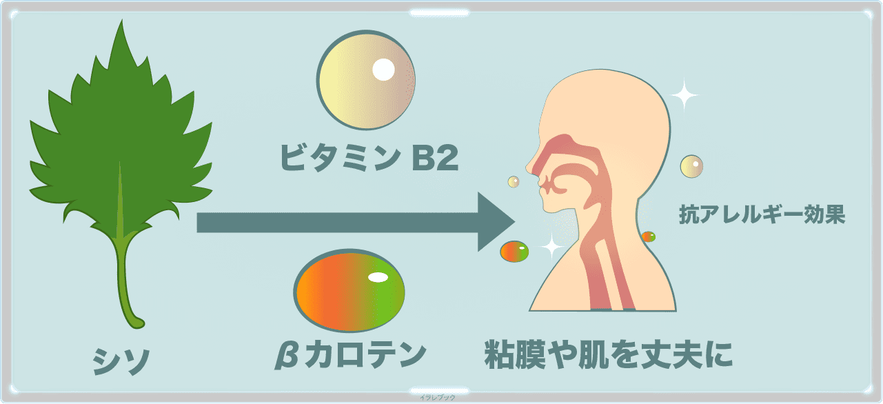 シソのβカロテンとビタミンB2で粘膜や肌を丈夫に!抗アレルギー効果も