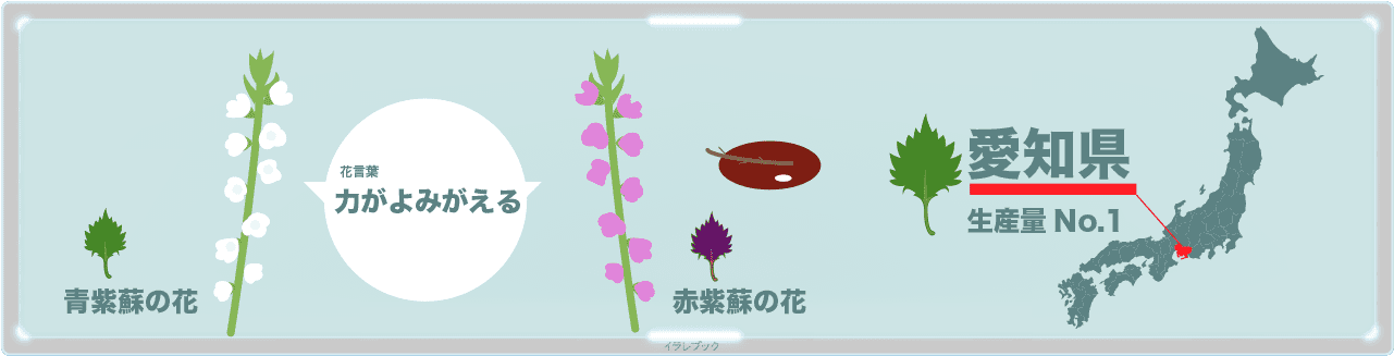 青紫蘇と赤紫蘇の花