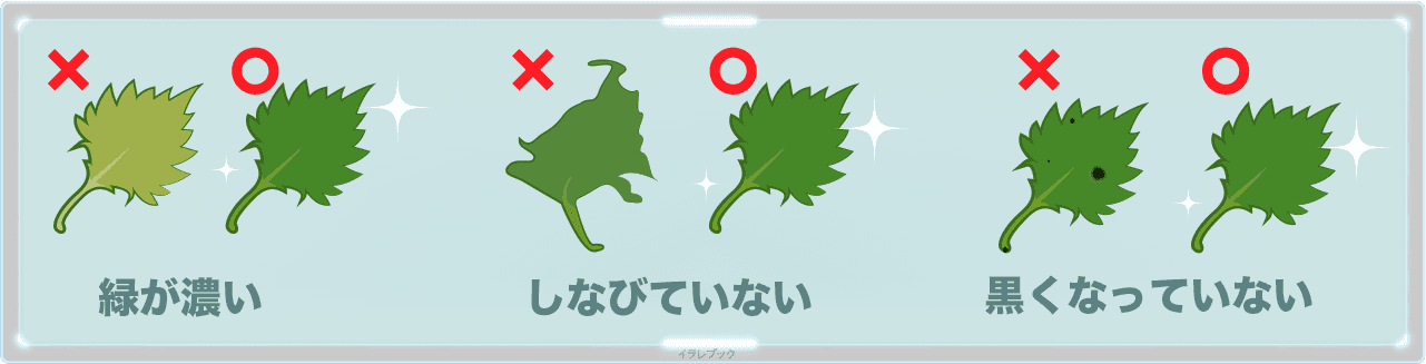 シソの選び方