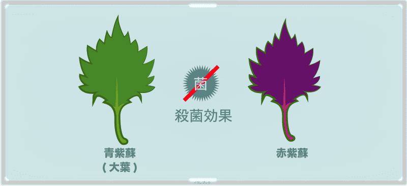 生野菜でbカロテンno 1紫蘇 シソの葉と大葉って違うの 青紫蘇と赤紫蘇は Macrophyll