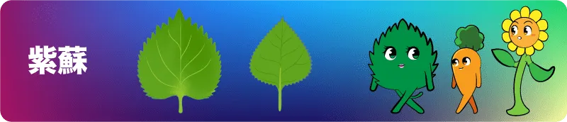 シソ