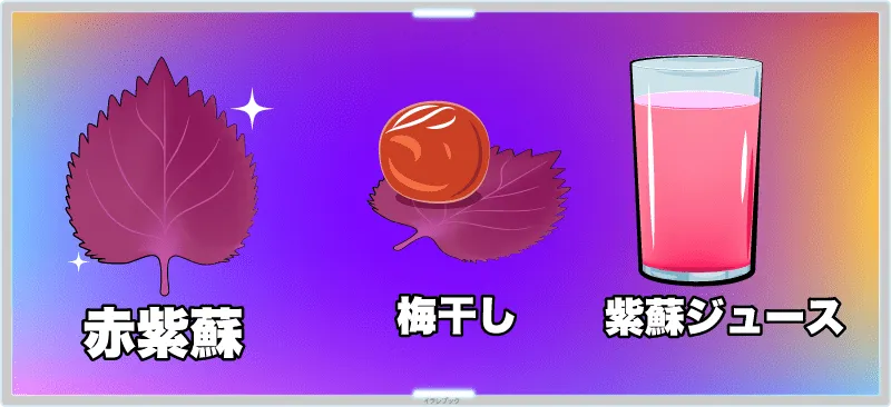赤紫蘇は、梅干しと一緒に漬けたり、煮出して紫蘇ジュースを作るのによく使われる