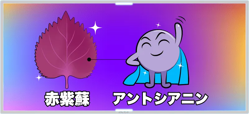 赤紫蘇にはアントシアニンが含まれている