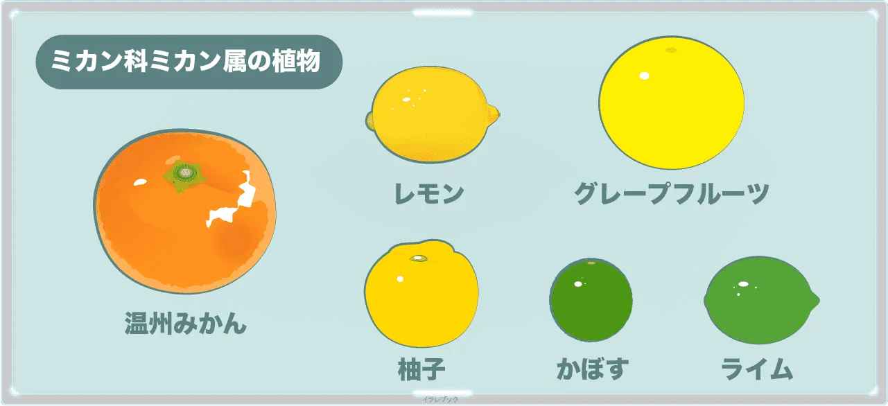 ミカン科ミカン属の植物、温州みかん、レモン、グレープフルーツ、柚子、かぼす、ライム