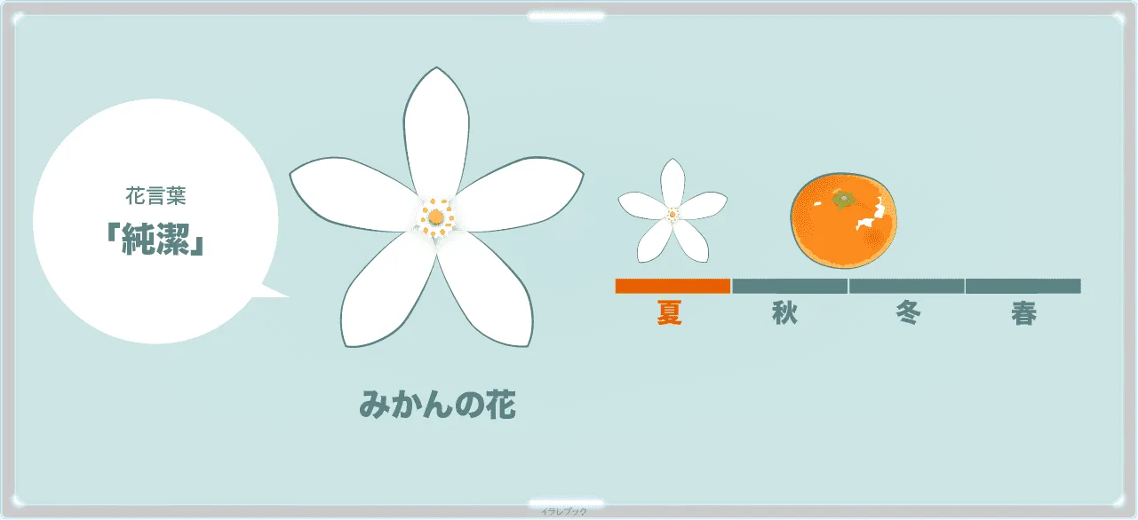 温州みかんの花と花言葉