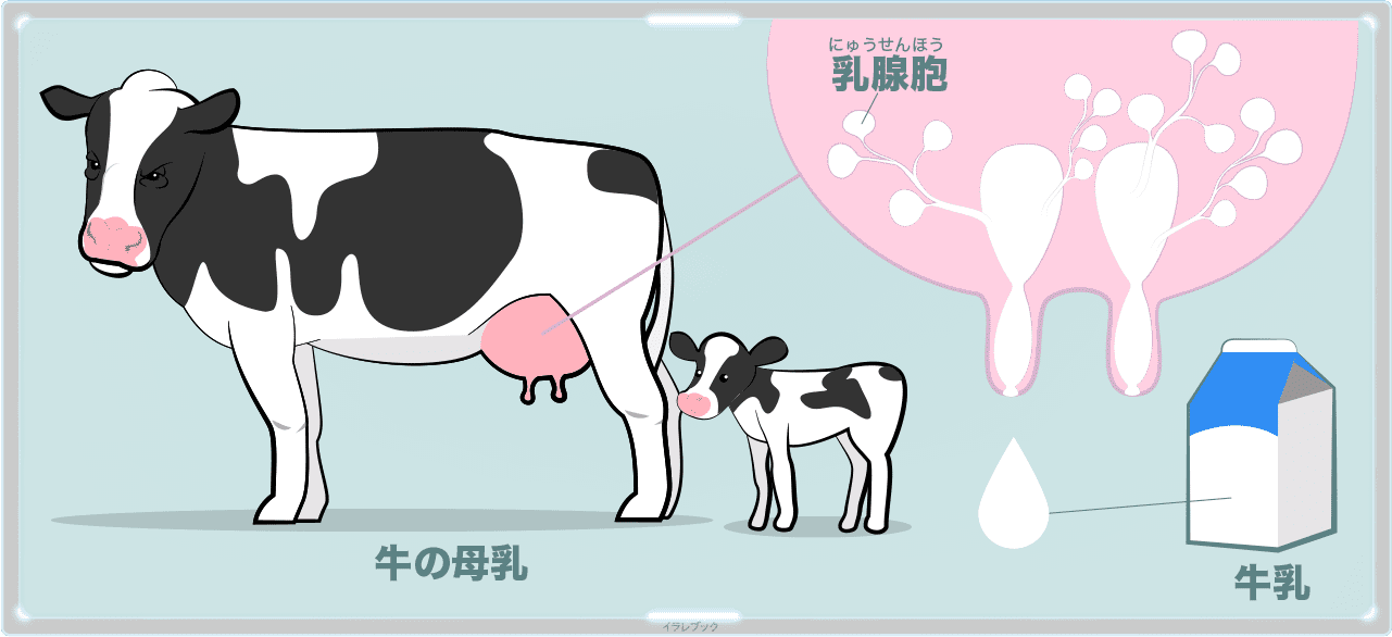 牛乳とは、牛の乳腺胞という器官から作られる牛の母乳