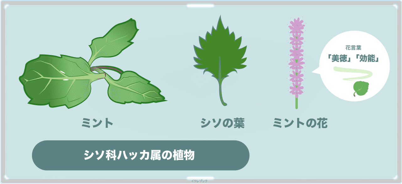 ミントはシソ科ハッカ属の植物。シソの葉と仲間。ミントの花言葉は、「美徳」そして「効能」