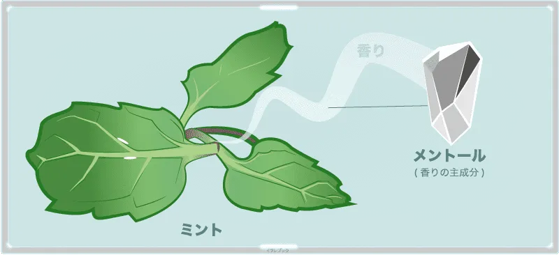 香りを持つ葉野菜で、ハーブの一種。この香りの主成分はメントール