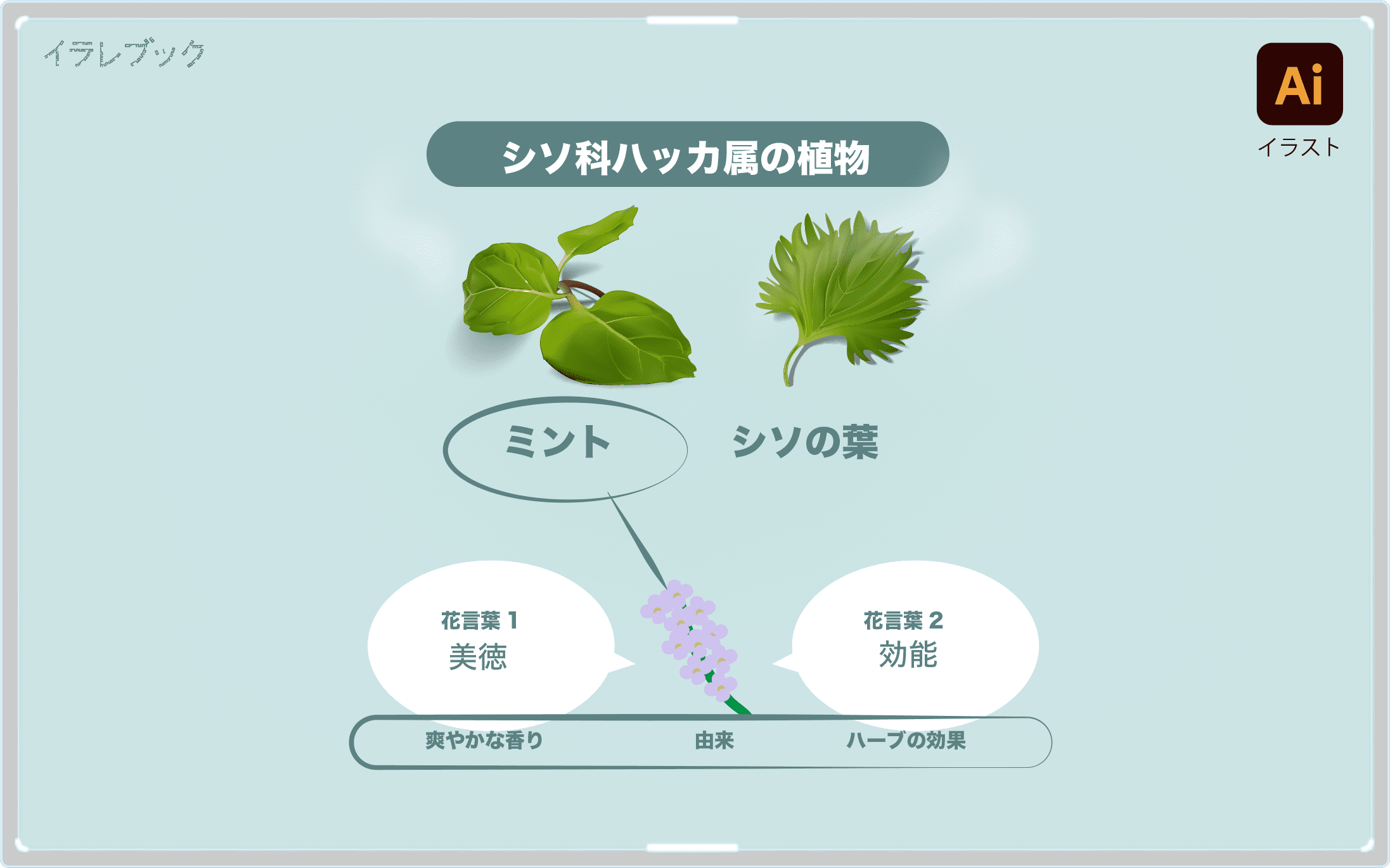 ペパーミントで美肌の効果 スペアミントでアルツハイマー病を予防 Mint