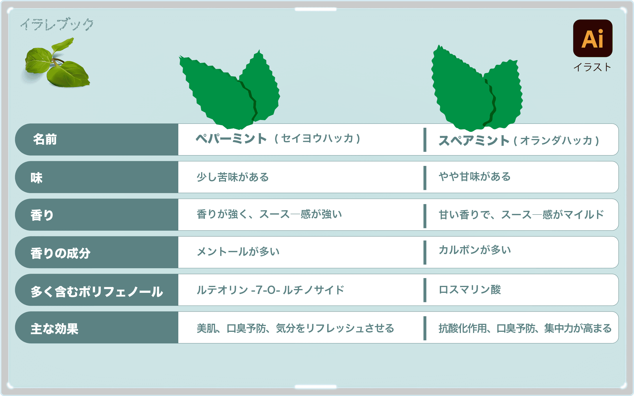 ペパーミントとスペアミントの比較