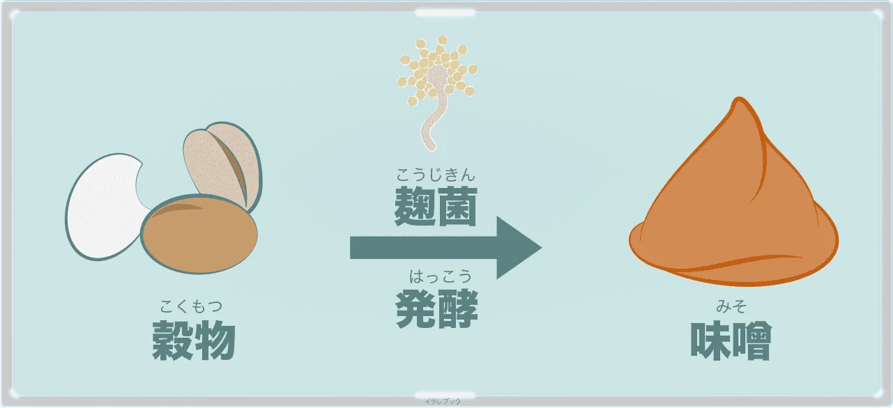 味噌は穀物を麹菌で発酵させたもの