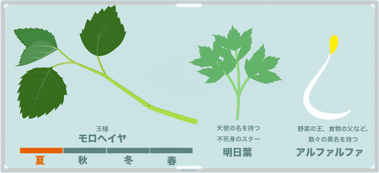 モロヘイヤ専用包丁マハラタ 毒性は大丈夫 スープやヌードルまで栄養を把握 Moroheiya