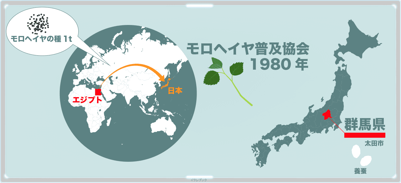 エジプト留学中にモロヘイヤに出会った人が1980年にモロヘイヤ普及協会を立ち上げたのが始まり。その後、群馬県太田市を中心に広まる
