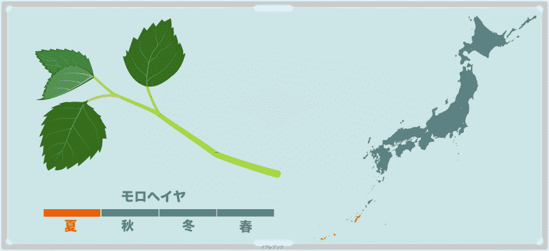 モロヘイヤは常夏の島沖縄では1年中採れる