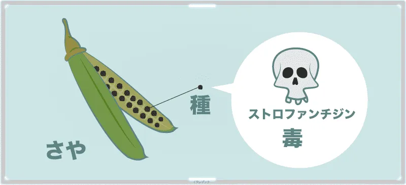 種にストロファンチジンという毒が含まれている