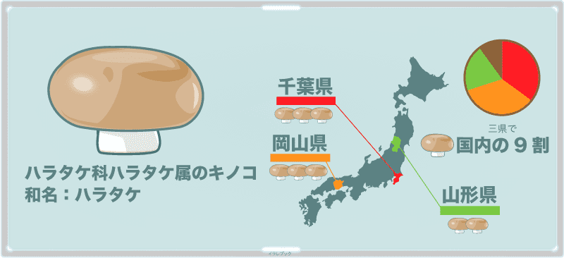 ハラタケ科ハラタケ属のキノコ。生産量トップは千葉県と岡山県。次に山形県