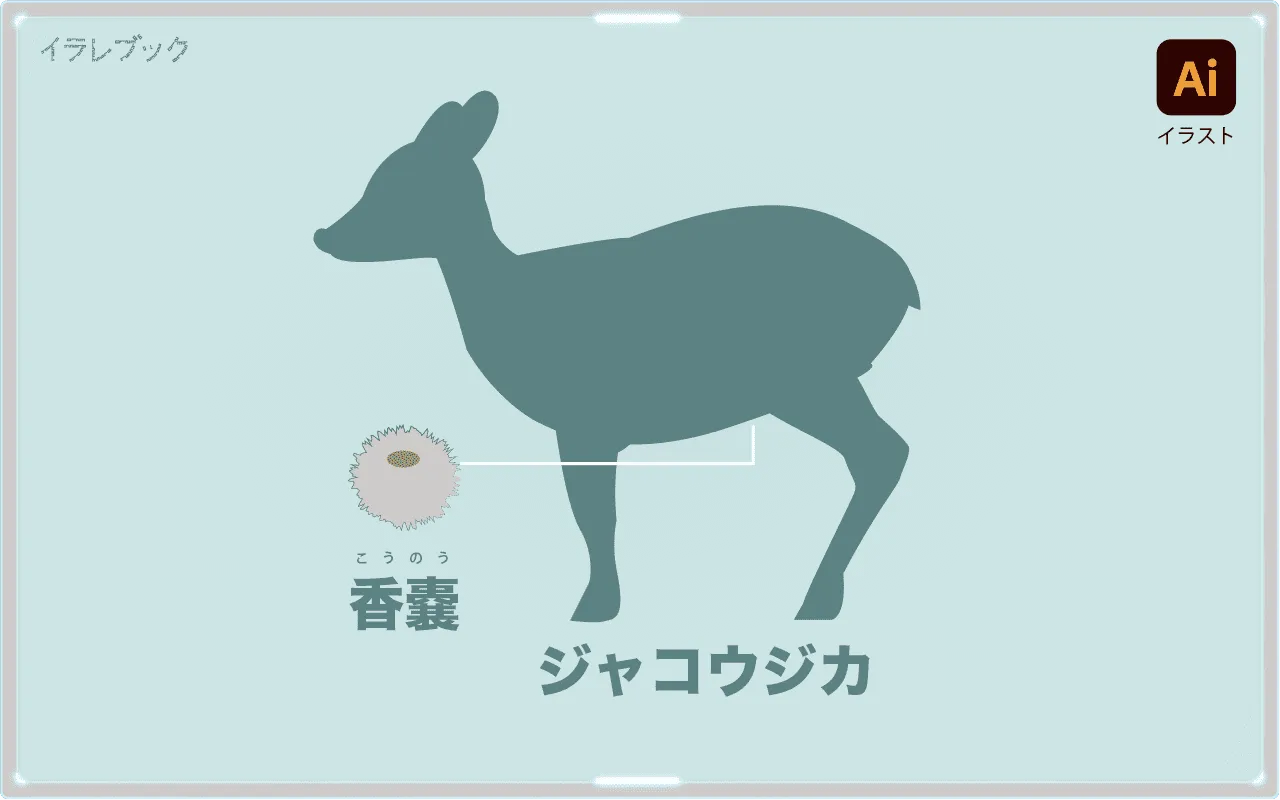 ジャコウジカの香嚢 部位