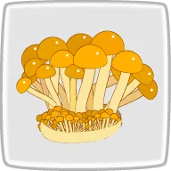 株なめこ