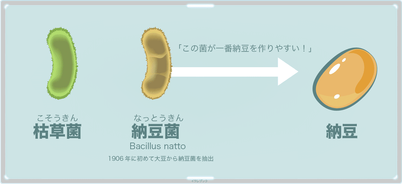 枯草菌、納豆菌