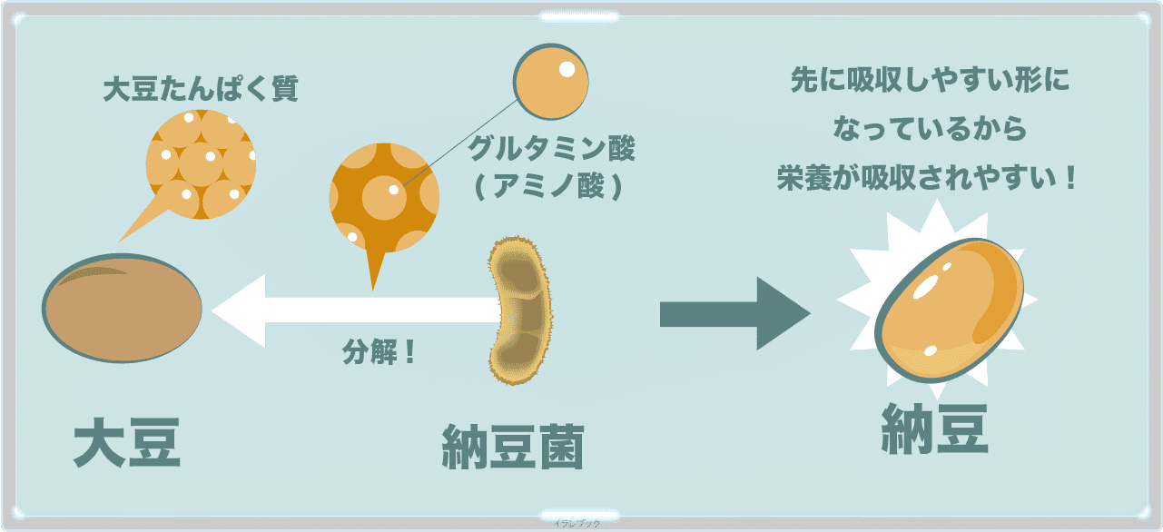 納豆菌は、大豆の大豆タンパク質を分解する。タンパク質はグルタミン酸などのアミノ酸でできている。分解されるので、栄養が吸収しやすい