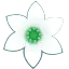 パプリカの花